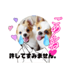 yamamiオリジナルスタンプ！チワワちゃん（個別スタンプ：2）