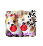 yamamiオリジナルスタンプ！チワワちゃん（個別スタンプ：3）