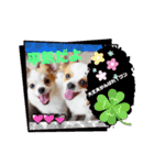 yamamiオリジナルスタンプ！チワワちゃん（個別スタンプ：4）