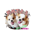 yamamiオリジナルスタンプ！チワワちゃん（個別スタンプ：5）