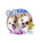 yamamiオリジナルスタンプ！チワワちゃん（個別スタンプ：6）