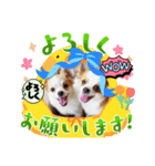 yamamiオリジナルスタンプ！チワワちゃん（個別スタンプ：8）