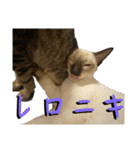お酒とネコ好きな日常会話 15バカタレver.2（個別スタンプ：9）