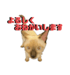 お酒とネコ好きな日常会話 15バカタレver.2（個別スタンプ：10）