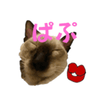 お酒とネコ好きな日常会話 15バカタレver.2（個別スタンプ：13）