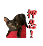 お酒とネコ好きな日常会話 15バカタレver.2（個別スタンプ：14）