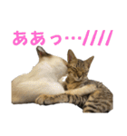 お酒とネコ好きな日常会話 15バカタレver.2（個別スタンプ：27）