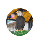 動物園＆水族館＆鳥（個別スタンプ：1）