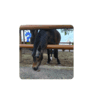 動物園＆水族館＆鳥（個別スタンプ：3）