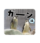 動物園＆水族館＆鳥（個別スタンプ：7）
