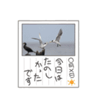 動物園＆水族館＆鳥（個別スタンプ：15）
