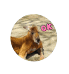 動物園＆水族館＆鳥（個別スタンプ：16）