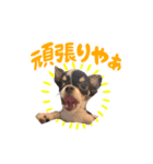 こてつ 関西version（個別スタンプ：1）