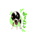 こてつ 関西version（個別スタンプ：6）