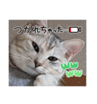 愛猫モナとアラシ君（個別スタンプ：22）