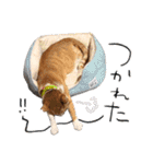 ねこ浴場＆ねこ旅籠 保護猫スタンプ（個別スタンプ：10）