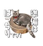 ねこ浴場＆ねこ旅籠 保護猫スタンプ（個別スタンプ：19）