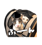 ねこ浴場＆ねこ旅籠 保護猫スタンプ（個別スタンプ：33）