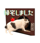 ねこ浴場＆ねこ旅籠 保護猫スタンプ（個別スタンプ：35）