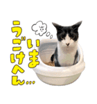 ねこ浴場＆ねこ旅籠 保護猫スタンプ（個別スタンプ：39）