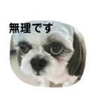 カイちゃんとお友達（個別スタンプ：2）