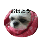 カイちゃんとお友達（個別スタンプ：3）