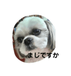 カイちゃんとお友達（個別スタンプ：10）