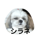 カイちゃんとお友達（個別スタンプ：11）