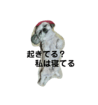 カイちゃんとお友達（個別スタンプ：16）
