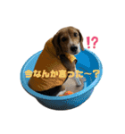 ビーグル犬くぅの日常⭐︎（個別スタンプ：23）