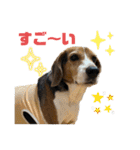 ビーグル犬くぅの日常⭐︎（個別スタンプ：29）