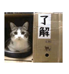 ⚫またします。反省してません。（個別スタンプ：16）