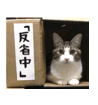 ⚫またします。反省してません。（個別スタンプ：17）