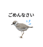 癒しの野鳥スタンプ（個別スタンプ：7）