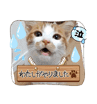 まいにちみーさん（個別スタンプ：2）