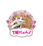 まいにちみーさん（個別スタンプ：3）