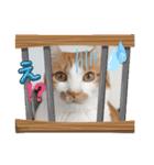 まいにちみーさん（個別スタンプ：4）