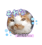 まいにちみーさん（個別スタンプ：5）