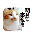 まいにちみーさん（個別スタンプ：10）