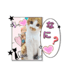 まいにちみーさん（個別スタンプ：14）