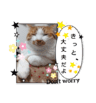 まいにちみーさん（個別スタンプ：16）