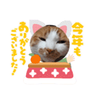 まいにちみーさん（個別スタンプ：17）