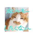 まいにちみーさん（個別スタンプ：18）