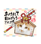 まいにちみーさん（個別スタンプ：22）