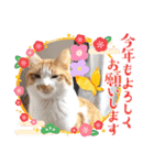 まいにちみーさん（個別スタンプ：24）