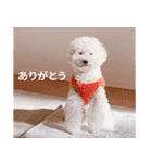 盛れてない犬（個別スタンプ：39）