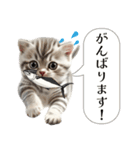 スコティッシュ子猫ちゃんスタンプ（個別スタンプ：12）