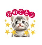 スコティッシュ子猫ちゃんスタンプ（個別スタンプ：37）