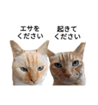 猫兄弟！みるく＆ここあ（個別スタンプ：1）