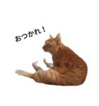 猫兄弟！みるく＆ここあ（個別スタンプ：3）